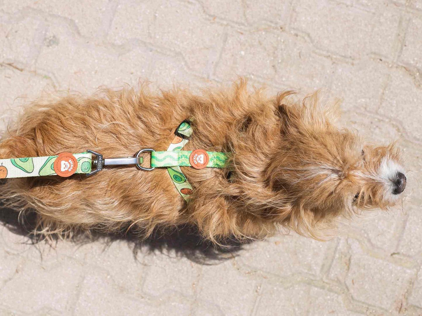 HARNAIS CLASSIQUE POUR CHIEN AVOCAT