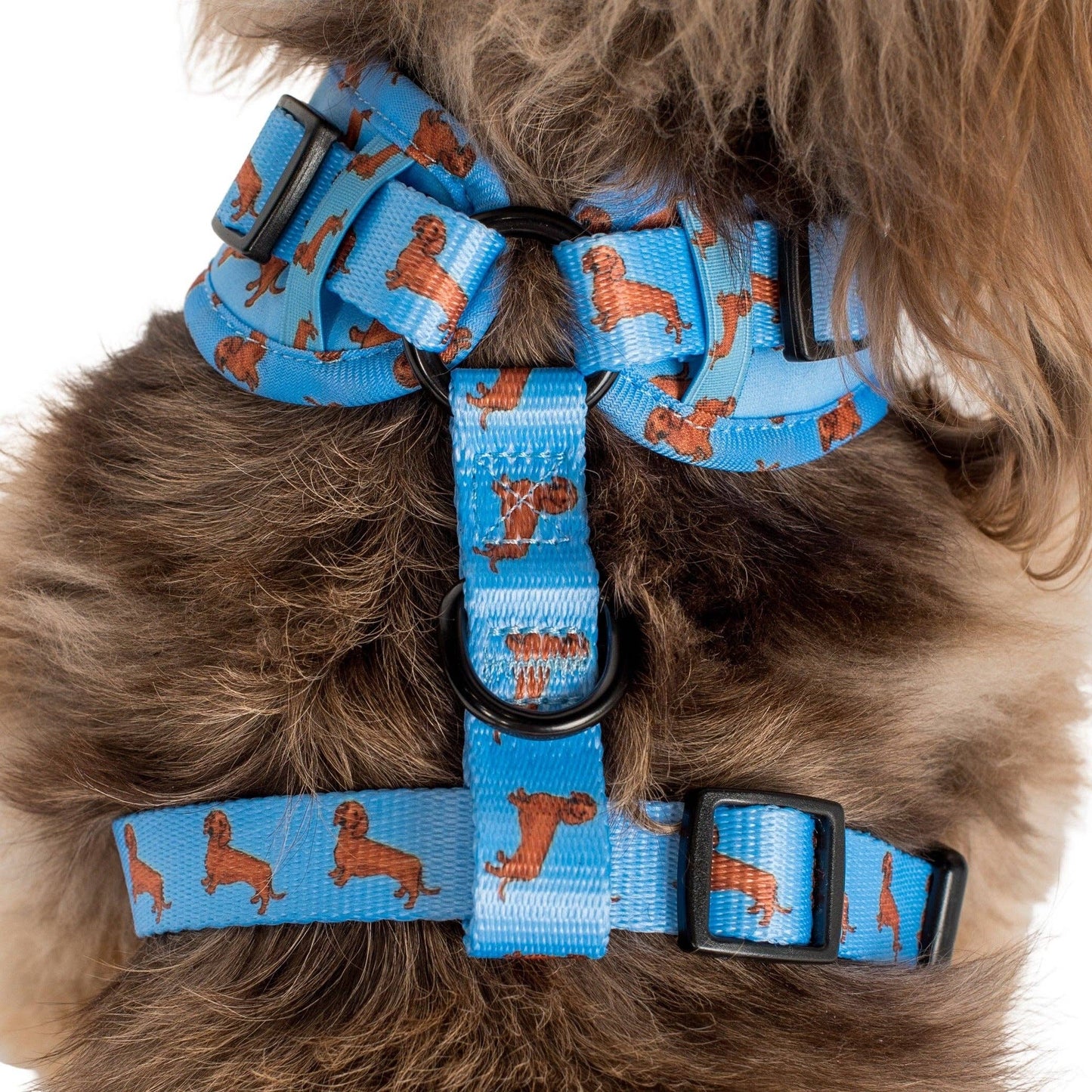 Teckel : harnais réglable pour chien: Moyenne