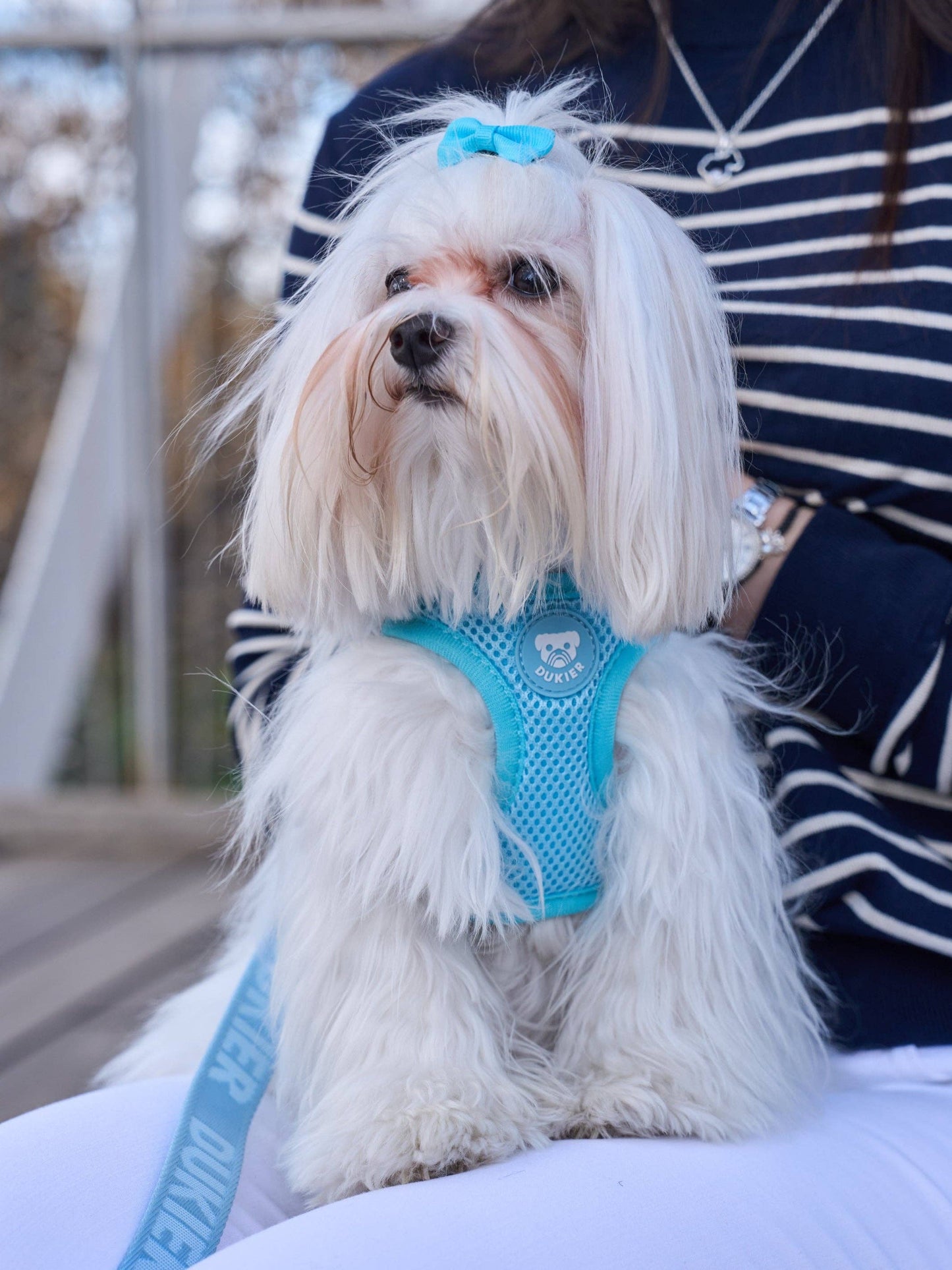 HARNAIS BODY CHIEN SOFT BLUE: S