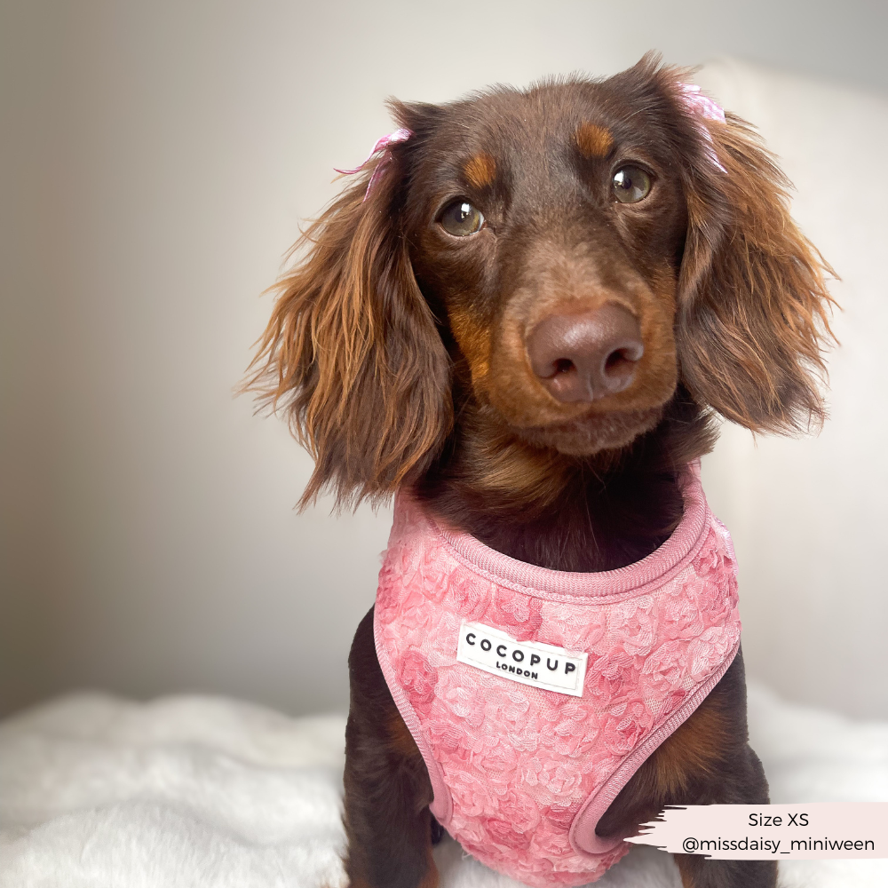 Harnais réglable pour cou Peony Pup: M