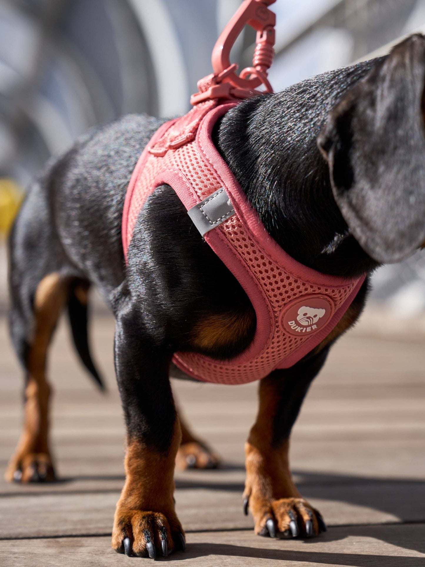 HARNAIS BODY CHIEN TERRACOTTA: M