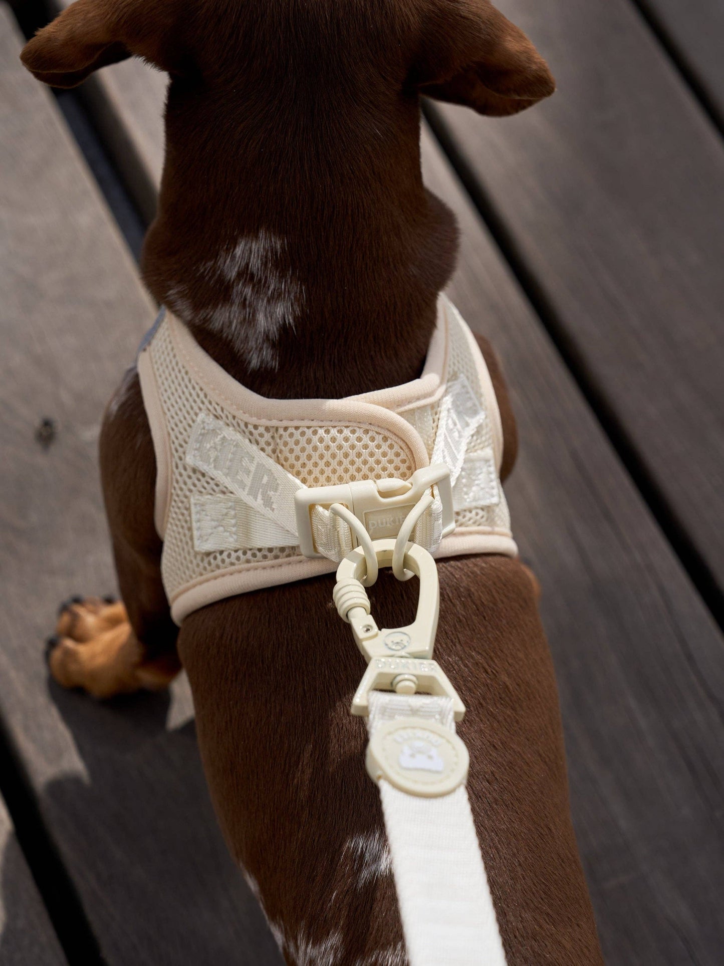 HARNAIS BODY CHIEN BEIGE: L