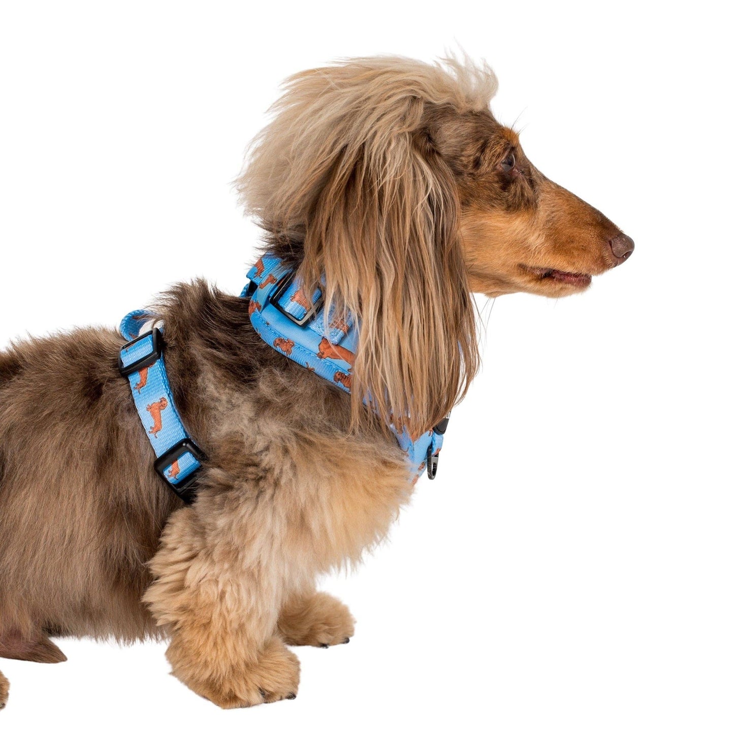 Teckel : harnais réglable pour chien: Moyenne