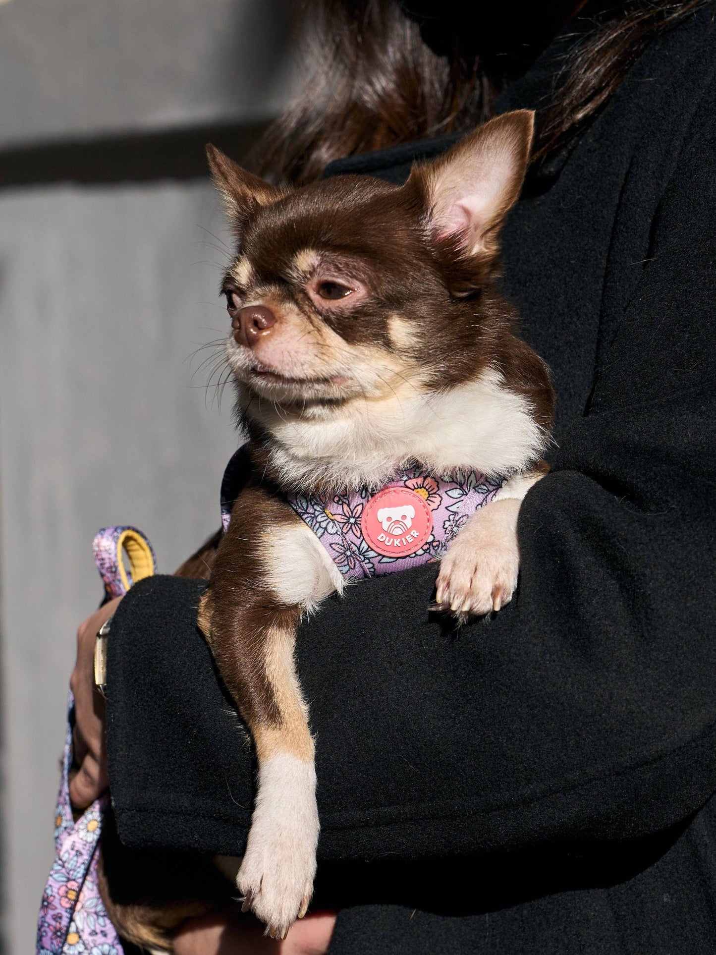 HARNAIS BODY CHIEN FLOWER POWER