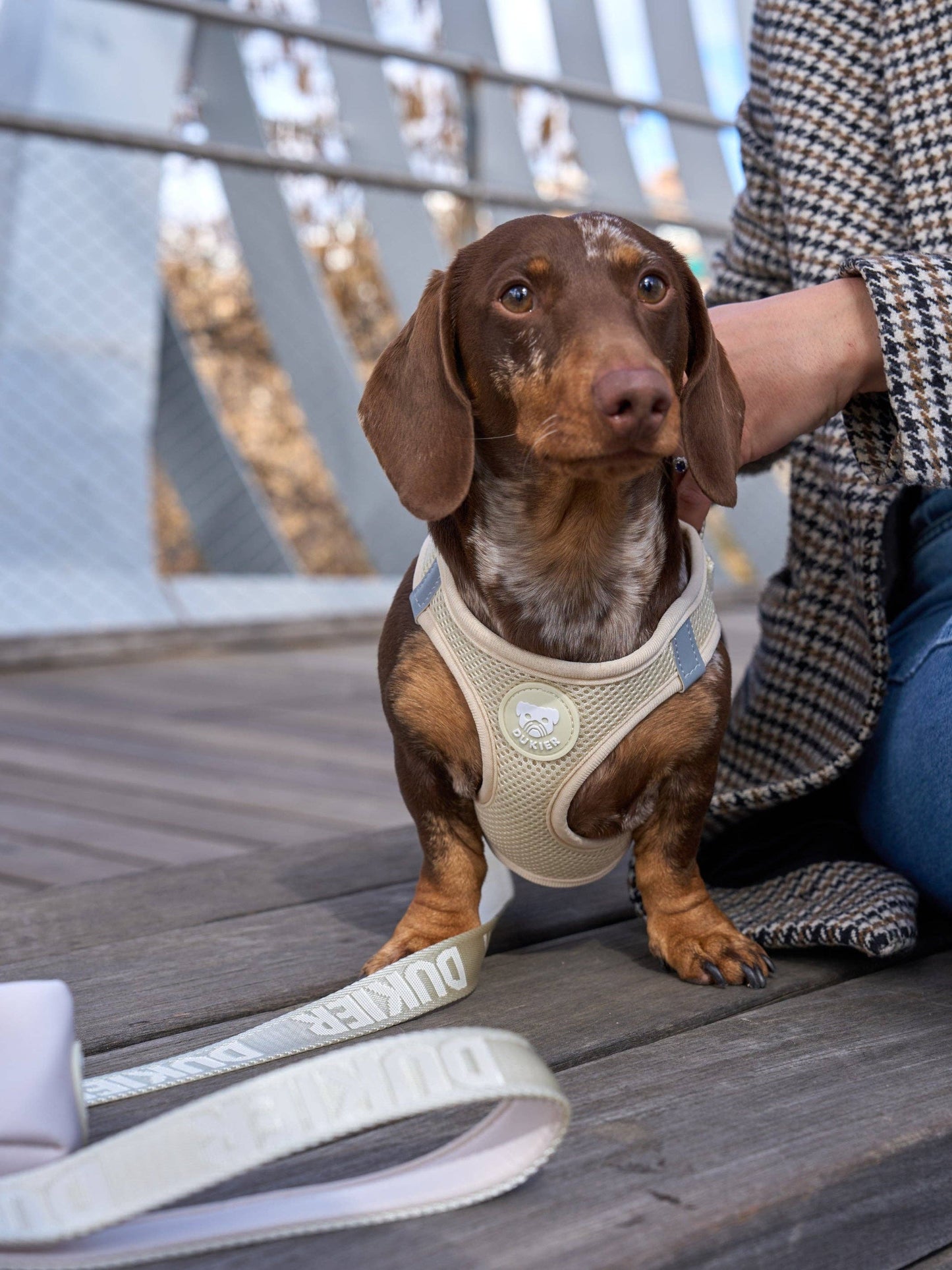 HARNAIS BODY CHIEN BEIGE: L
