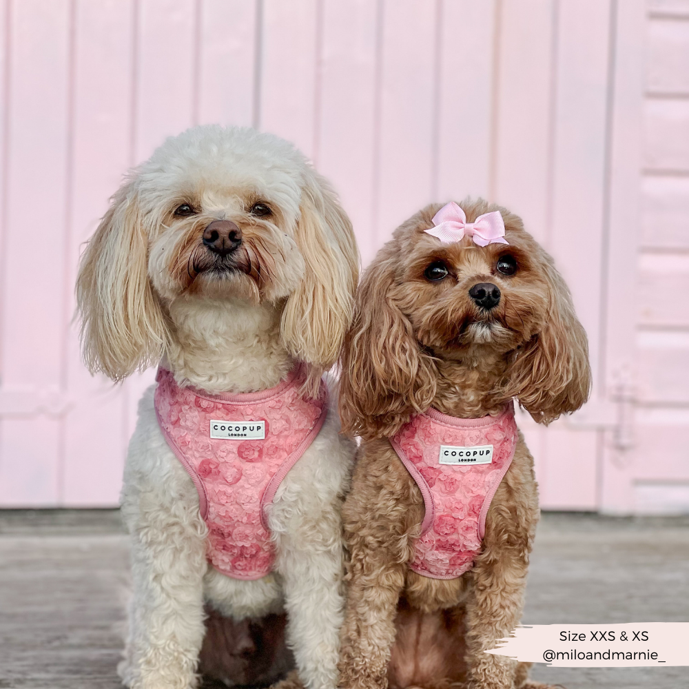 Harnais réglable pour cou Peony Pup: M