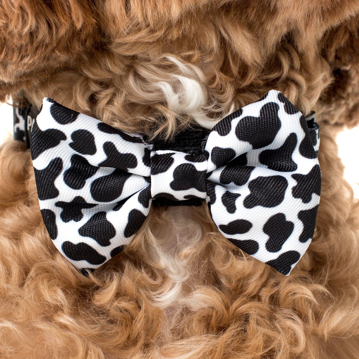 Moo Moo : NŒUD PAPILLON POUR CHIEN: Moyenne