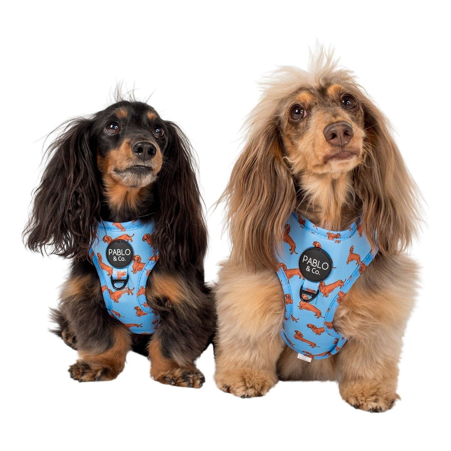 Teckel : harnais réglable pour chien: Moyenne