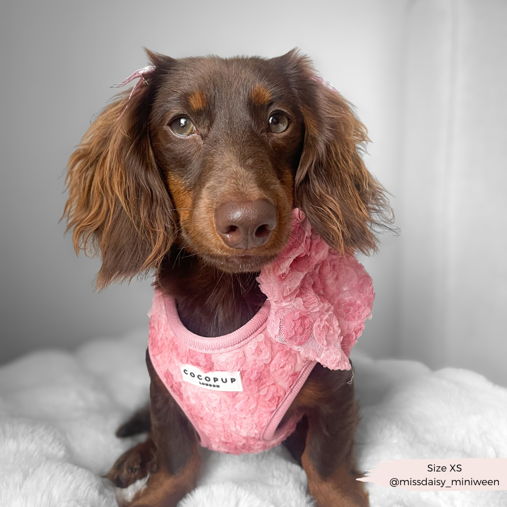 Harnais réglable pour cou Peony Pup: M