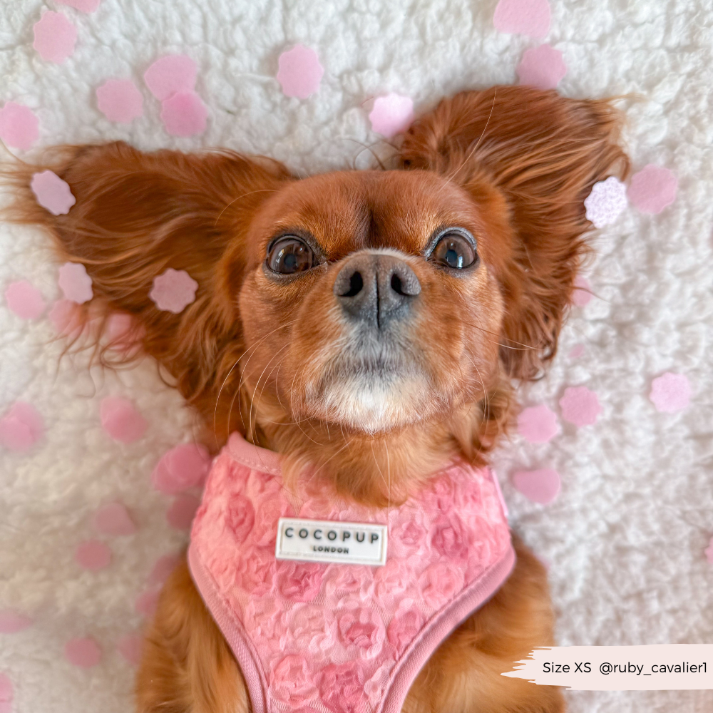 Harnais réglable pour cou Peony Pup: M