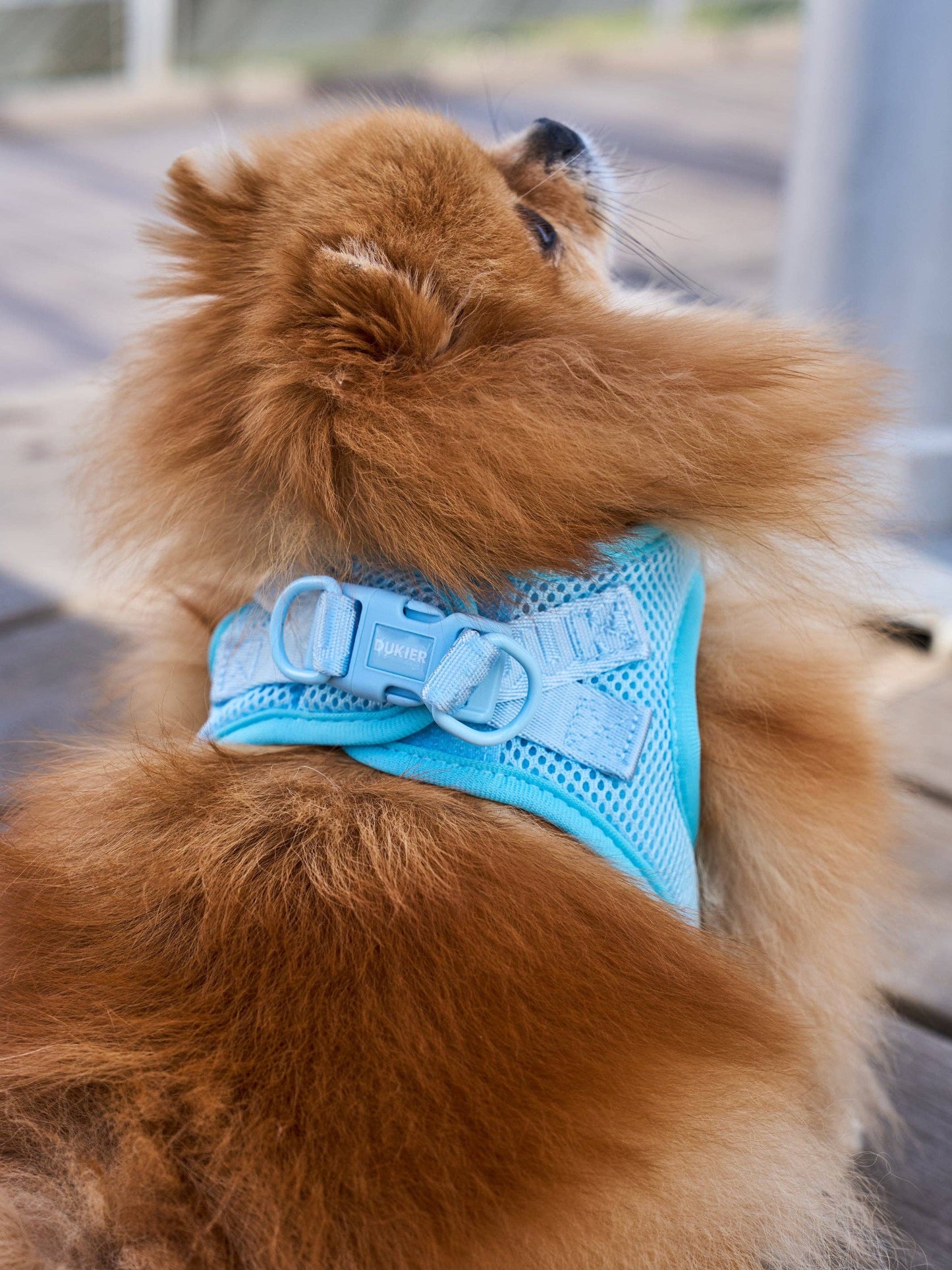 HARNAIS BODY CHIEN SOFT BLUE: XS