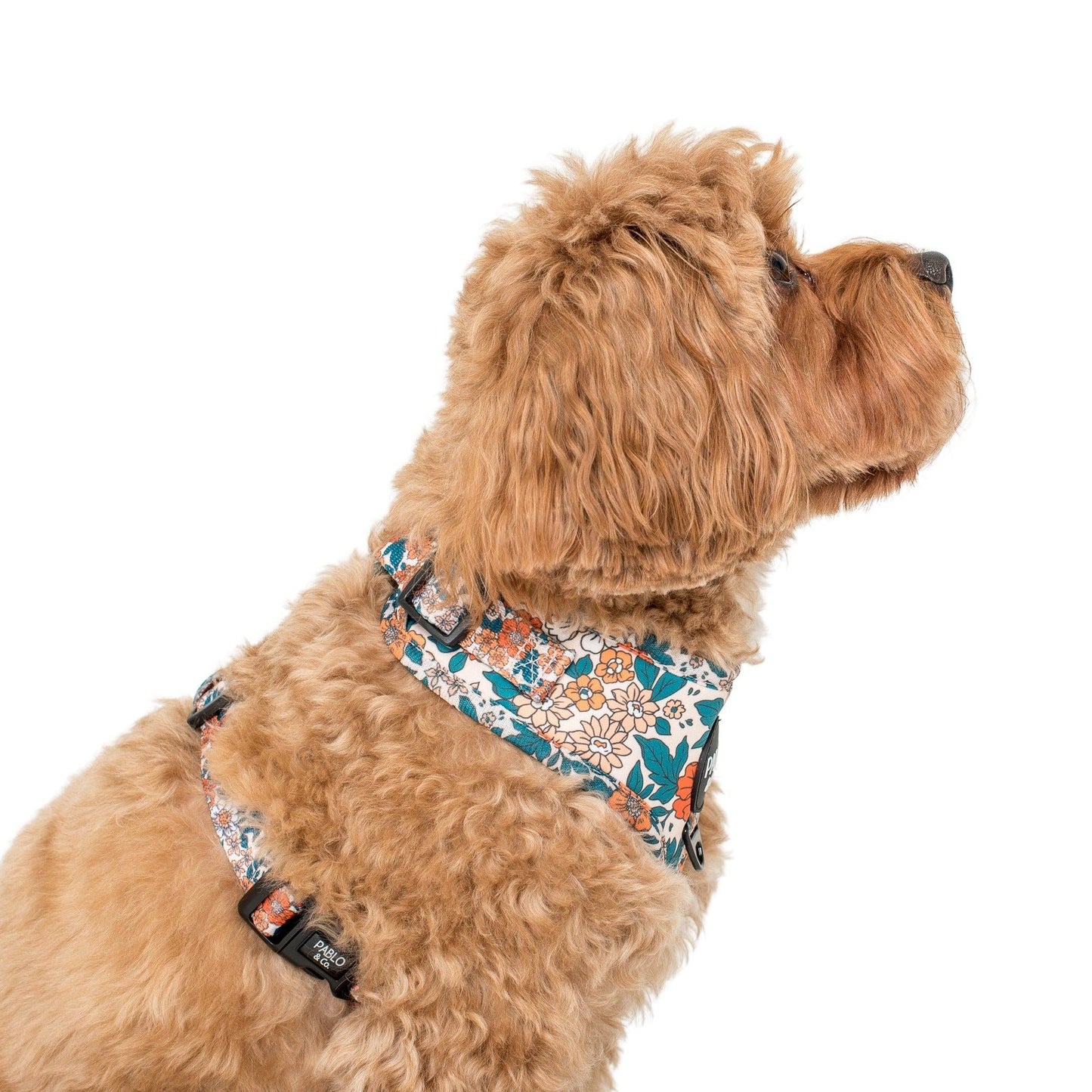 Wildflowers : HARNAIS AJUSTABLE POUR CHIEN