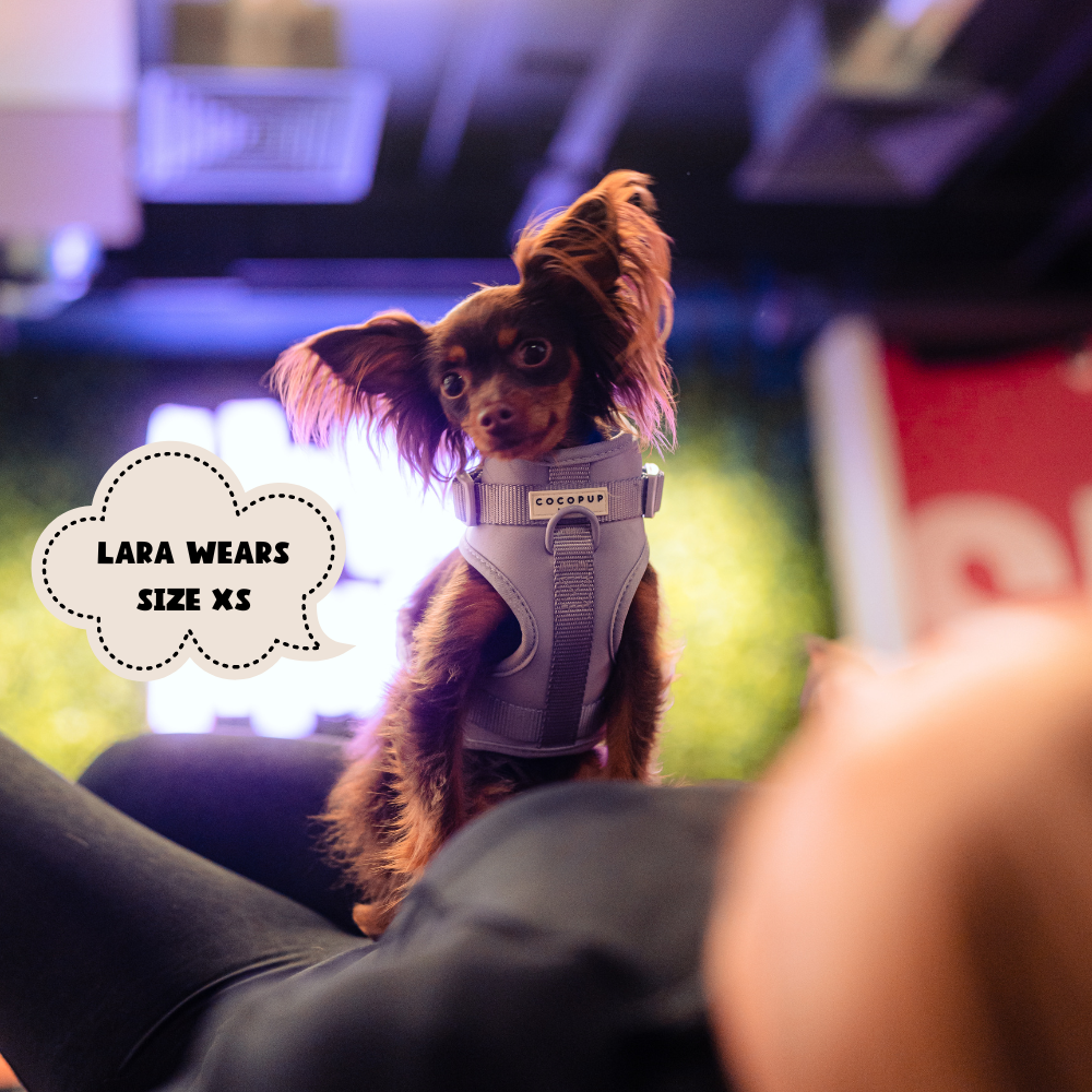 Arnés ajustable para perro NAKD Parma Violets: M