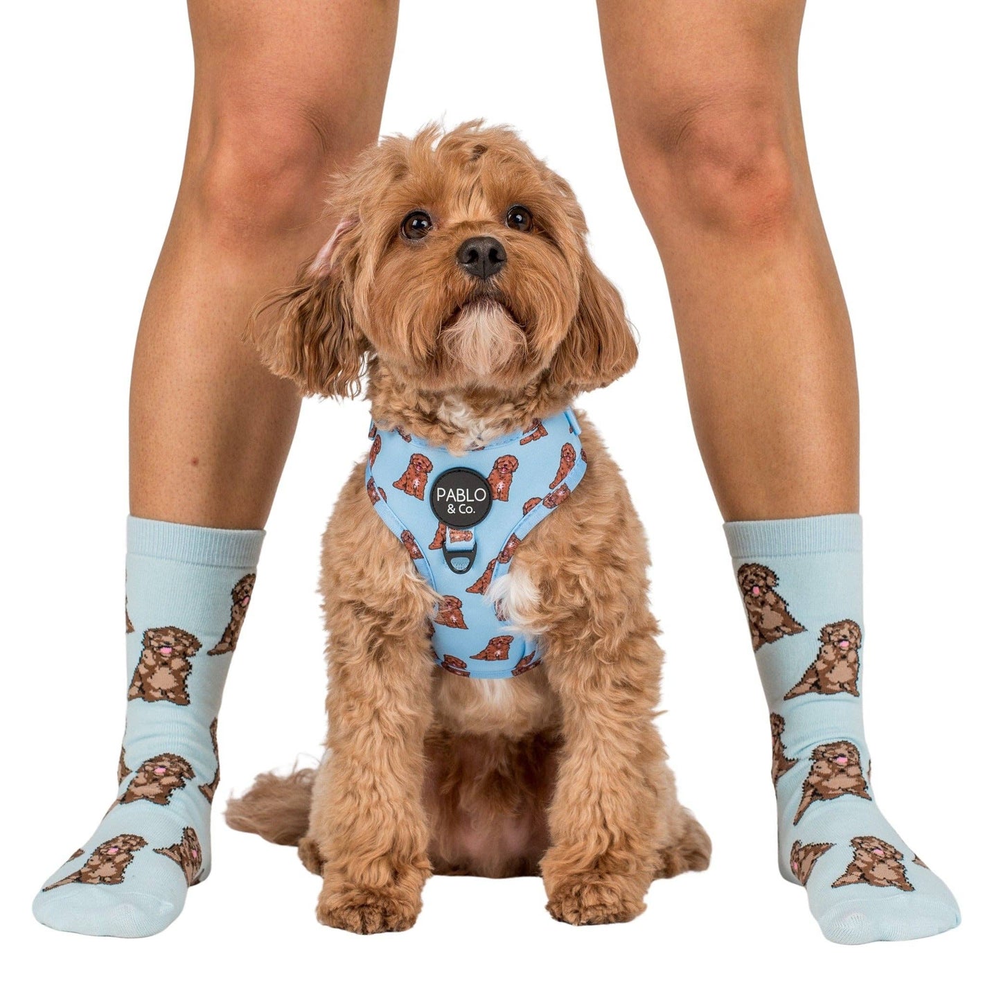 Chaussettes Dog Race: Chihuahua