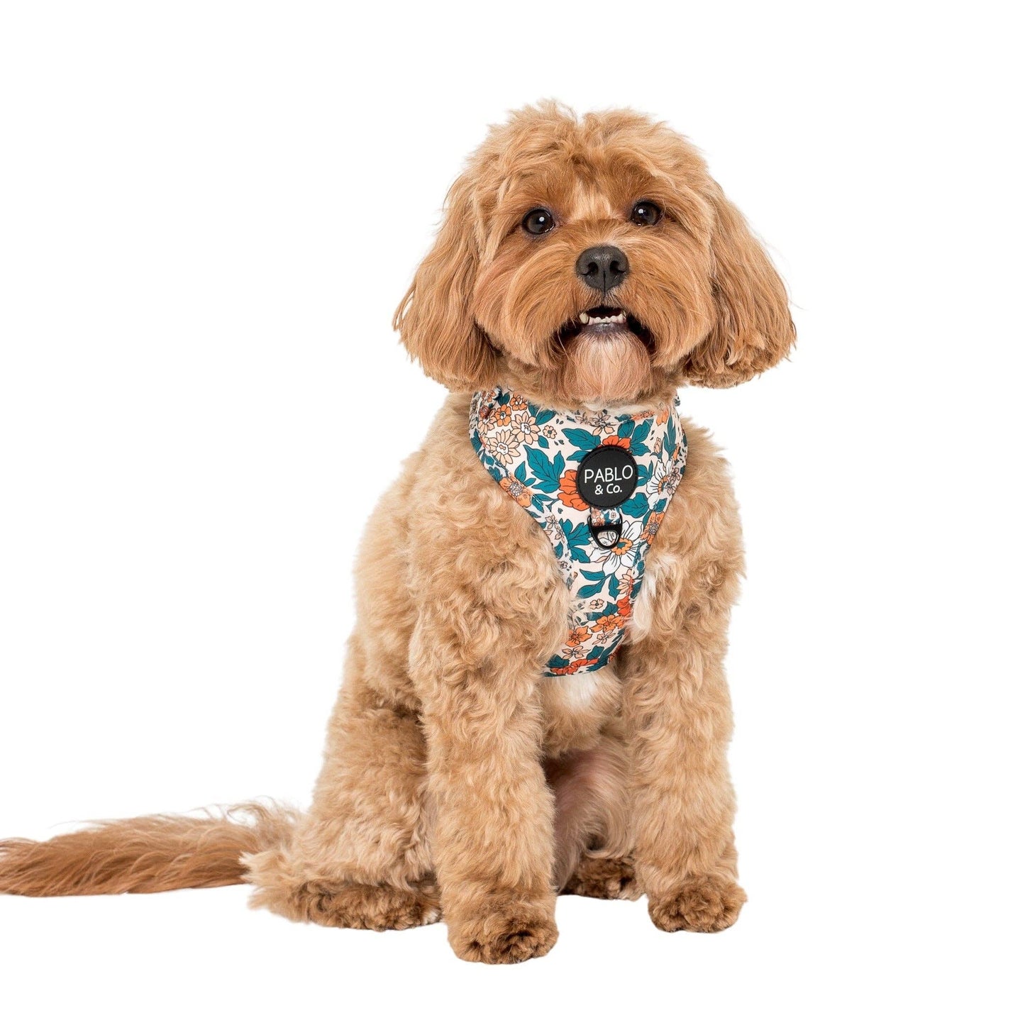 Wildflowers : HARNAIS AJUSTABLE POUR CHIEN