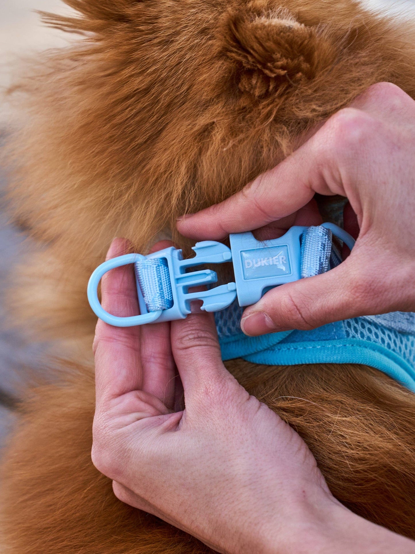 HARNAIS BODY CHIEN SOFT BLUE: XXS