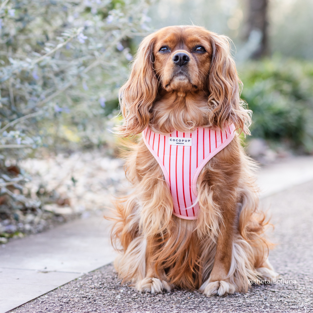 Arnés de Cuello Ajustable a Rayas de Caramelo: M