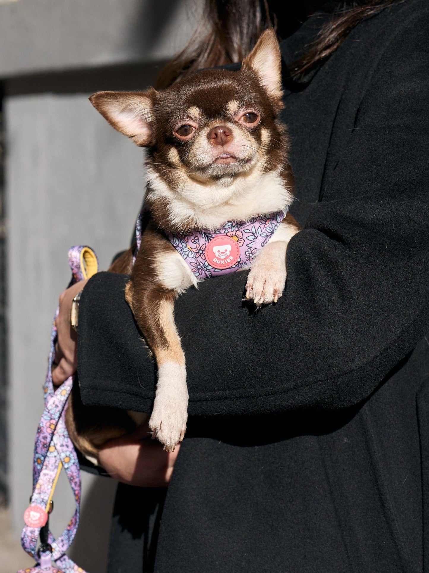 HARNAIS BODY CHIEN FLOWER POWER