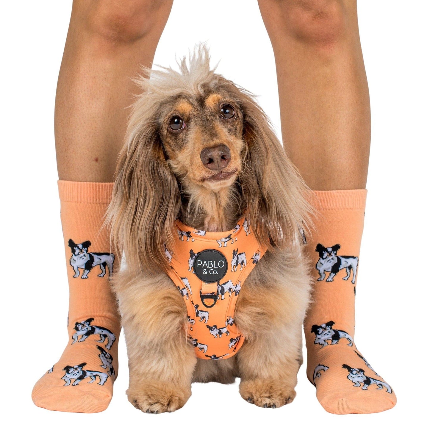 Chaussettes Dog Race: Bouledogue français