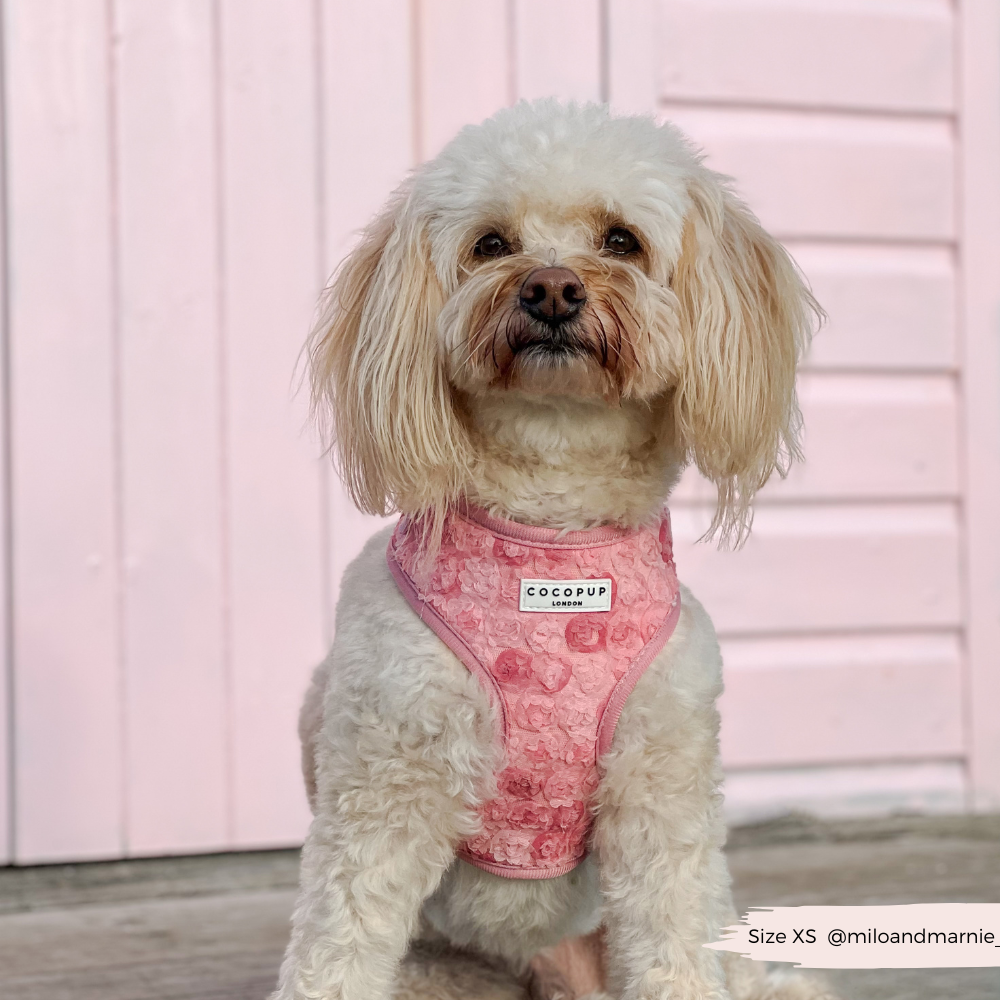Harnais réglable pour cou Peony Pup: M