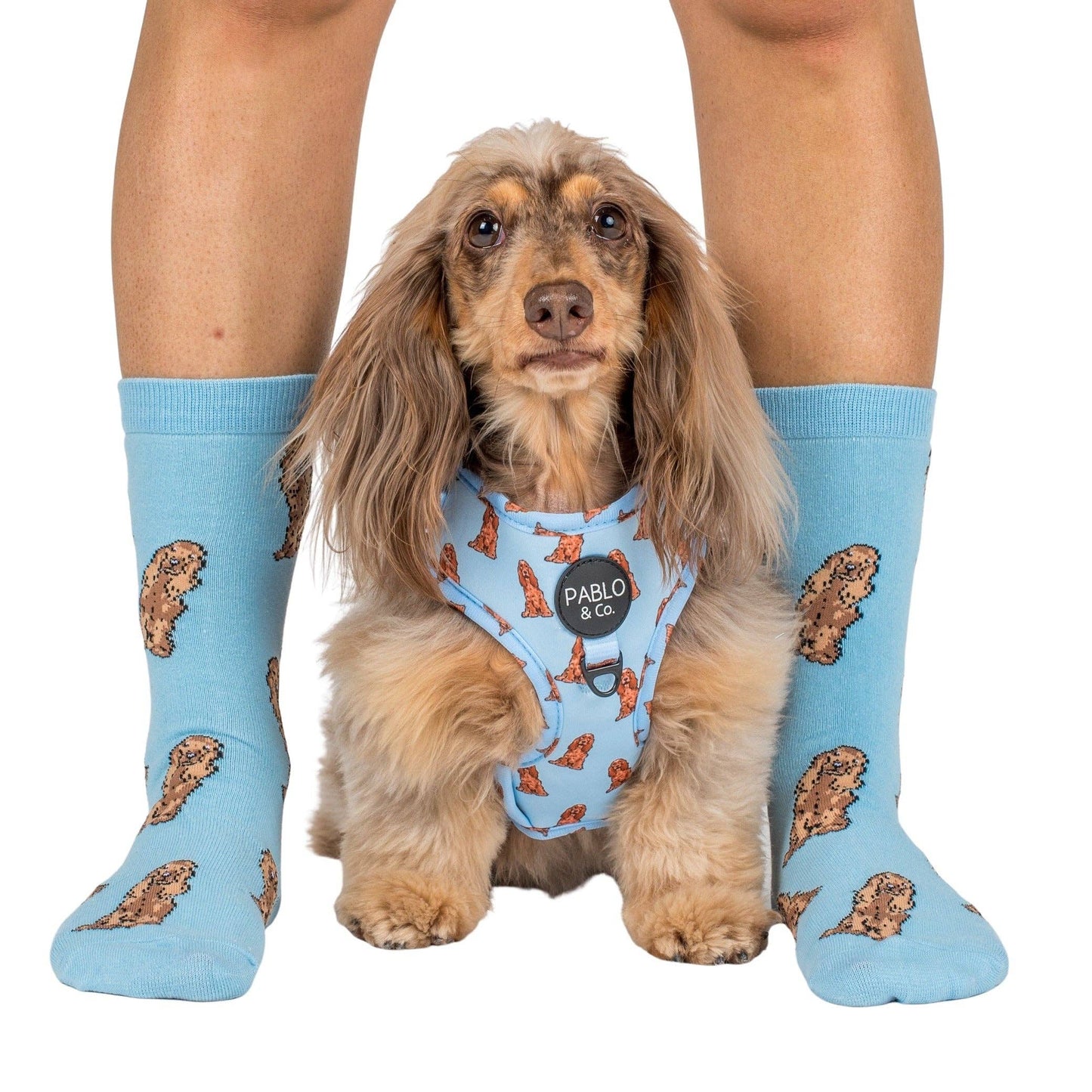 Chaussettes Dog Race: Bouledogue français