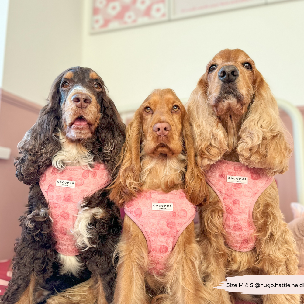 Harnais réglable pour cou Peony Pup: M