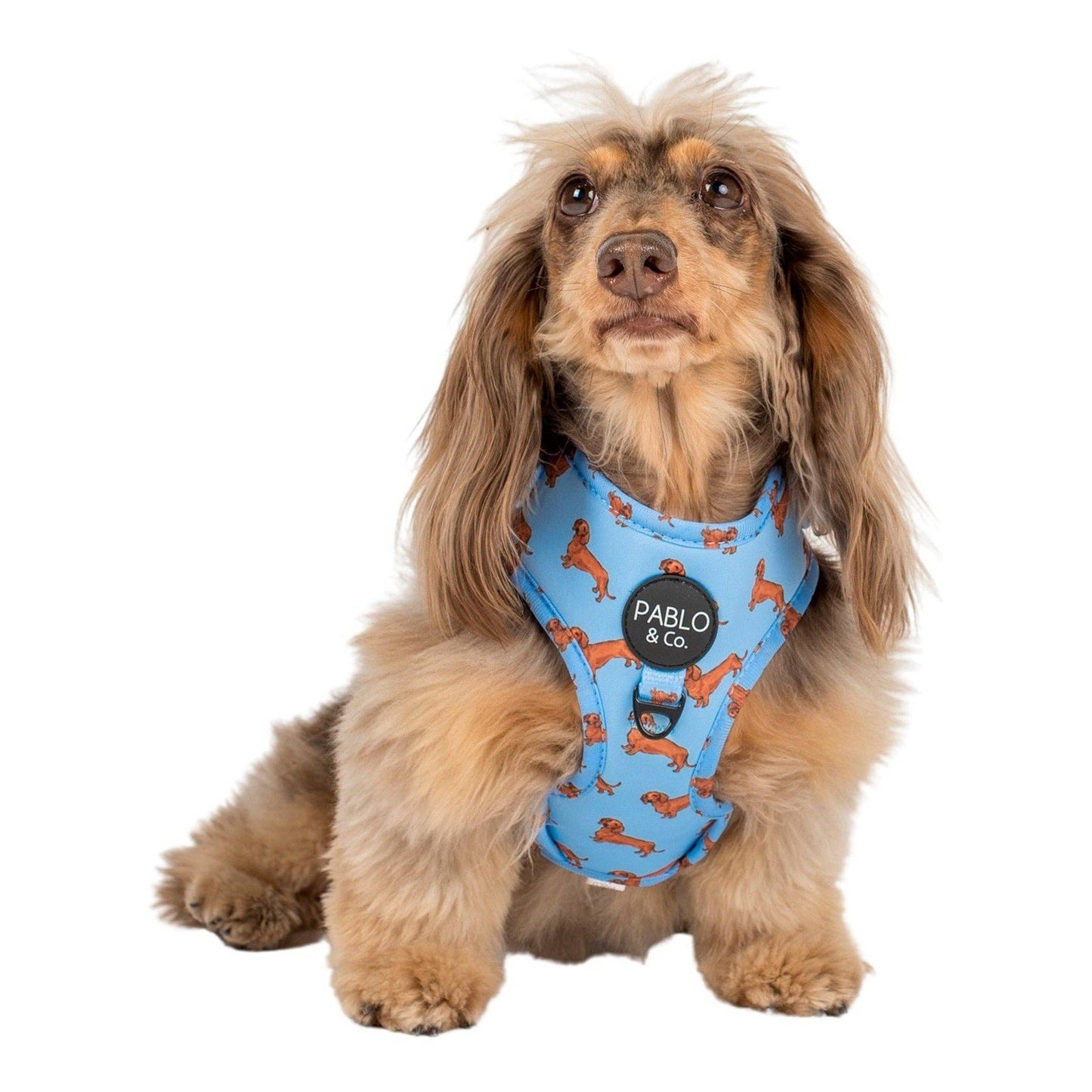 Teckel : harnais réglable pour chien: Moyenne
